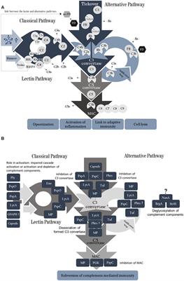 Role of Streptococcus pneumoniae Proteins in Evasion of Complement-Mediated Immunity